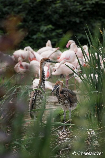 _DSC0238.JPG - Goliath Reiger