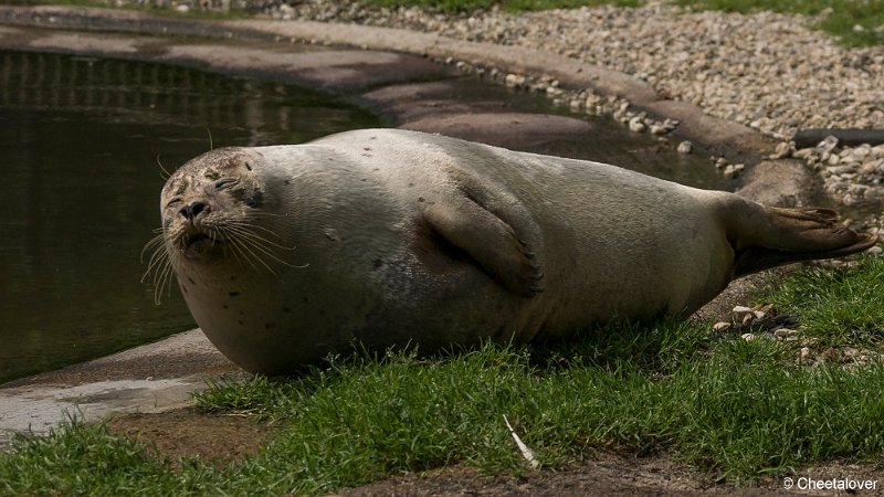 _DSC0256.JPG - Zeehond
