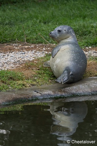 _DSC0268.JPG - Zeehond