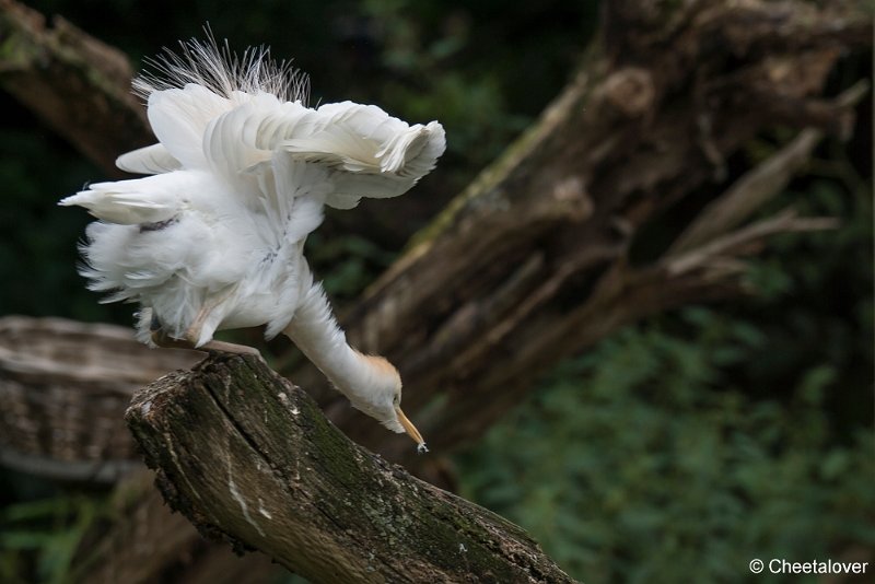 _DSC0355.JPG - Koereiger