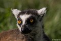 _DSC0043