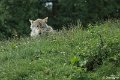 _DSC0184