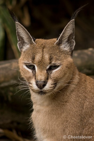 _DSC0009.JPG - Caracal