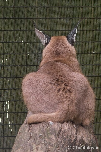 _DSC0269.JPG - Caracal