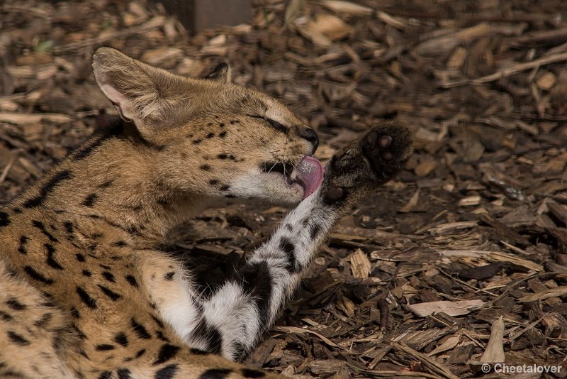 _DSC0275.JPG - Serval