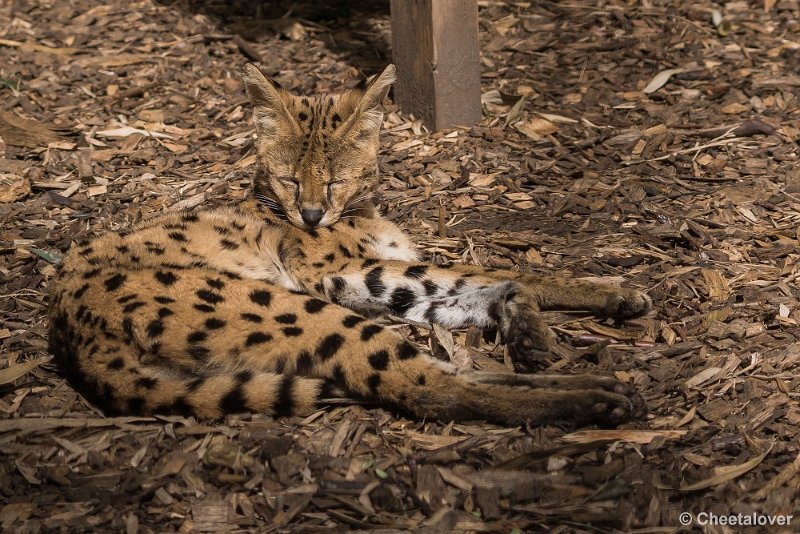 _DSC0283.JPG - Serval