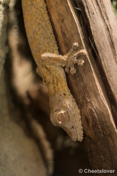 _DSC0314.JPG - Henkel's Bladstaartgekko