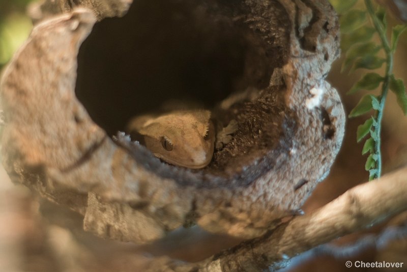 _DSC0318.JPG - Wimpergekko