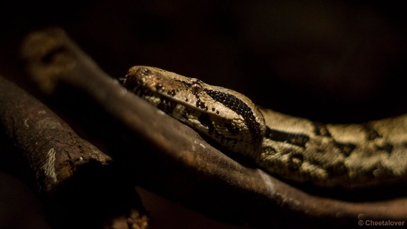 _DSC0371.JPG - Keizer's Boa