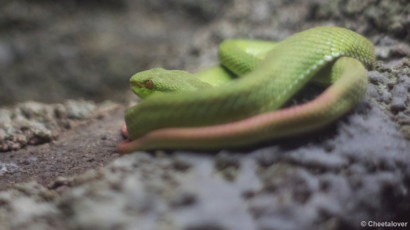 _DSC0388.JPG - Witlip Bamboea Adder