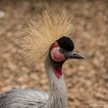 _DSC0037