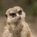 _DSC0067