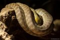 _DSC0322