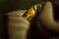 _DSC0340