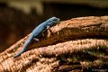 _DSC0355