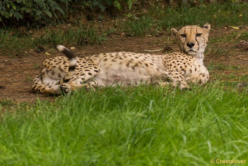 _DSC0005.JPG - Cheeta