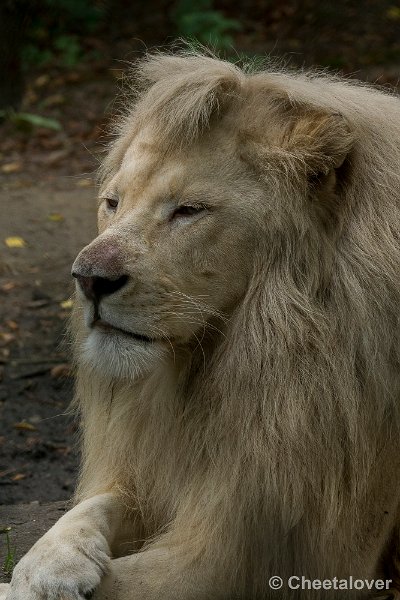 _DSC0263.JPG - Witte Leeuw
