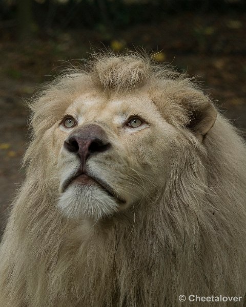 _DSC0282.JPG - Witte Leeuw