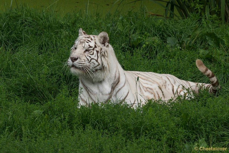 _DSC0856.JPG - Witte Tijger