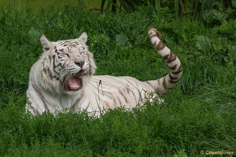 _DSC0874.JPG - Witte Tijger