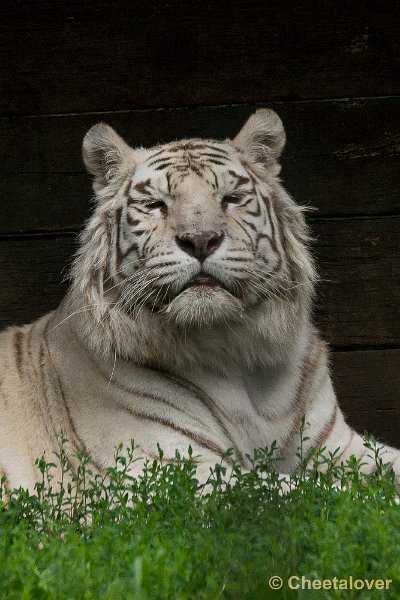 _DSC0927.JPG - Witte Tijger