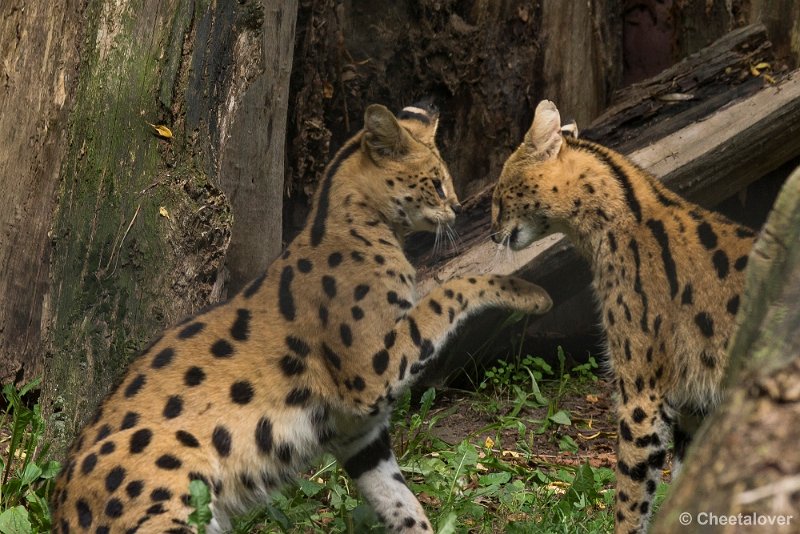 _DSC0945.JPG - Serval