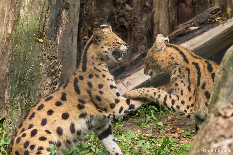 _DSC0947.JPG - Serval