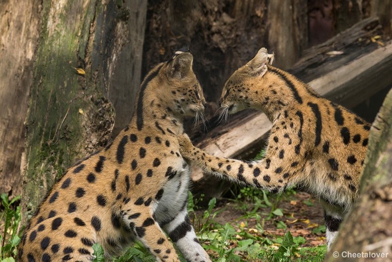 _DSC0949.JPG - Serval