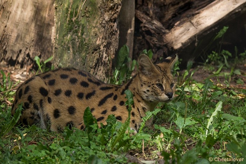 _DSC0969.JPG - Serval