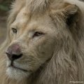 _DSC0266