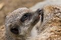 _DSC0338
