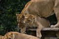 _DSC0367