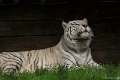 _DSC0918
