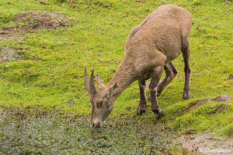_DSC0050.JPG - Steenbok