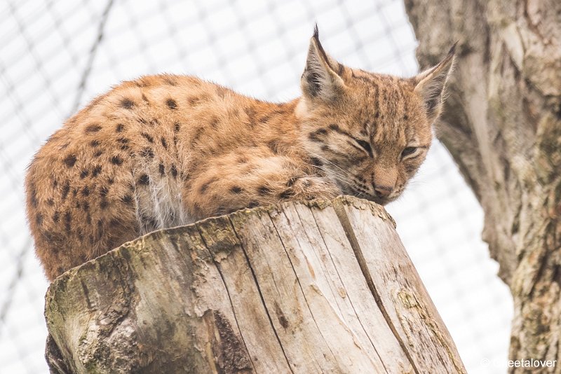 _DSC0081.JPG - Linx