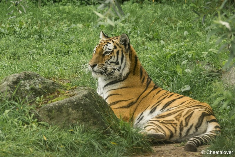 _DSC0154.JPG - Siberische Tijger
