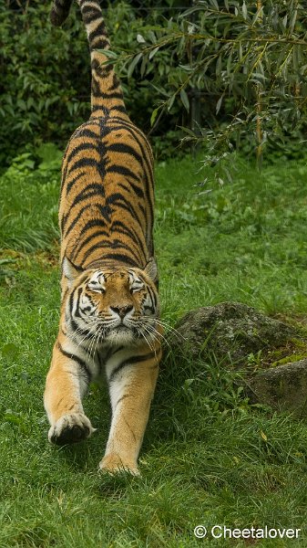 _DSC0163.JPG - Siberische Tijger