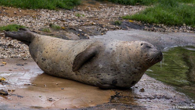 _DSC0206.JPG - Zeehond