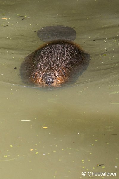 _DSC0214.JPG - Bever
