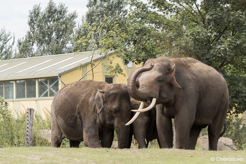 _DSC0383.JPG - Aziatische Olifant