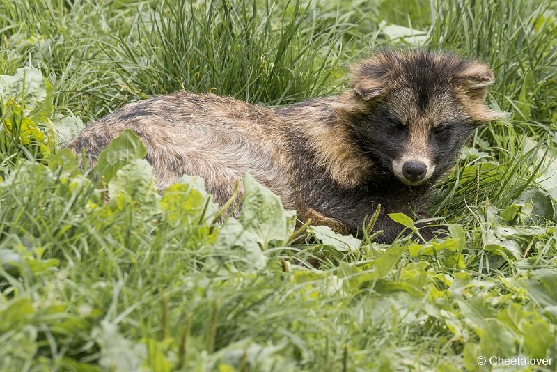_DSC0388.JPG - Wasbeerhond