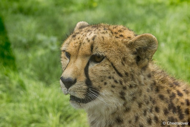 _DSC0402.JPG - Cheeta