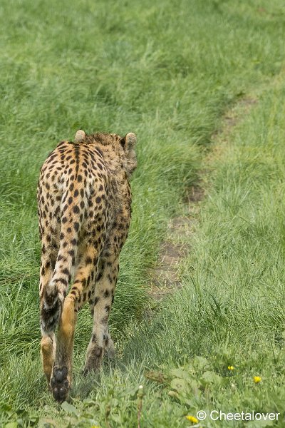 _DSC0407.JPG - Cheeta