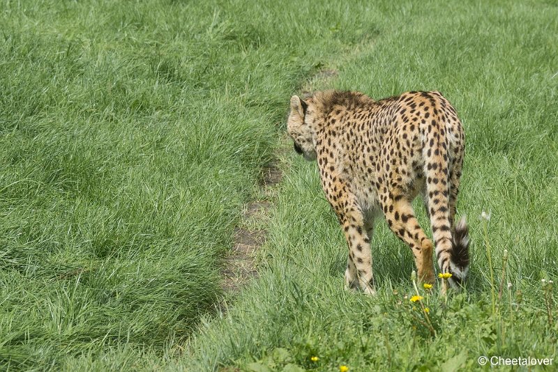 _DSC0414.JPG - Cheeta