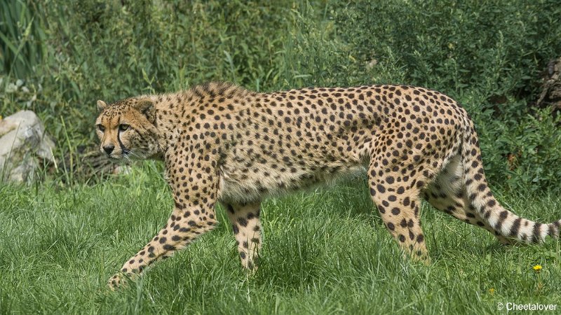 _DSC0418.JPG - Cheeta