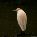 _DSC0045