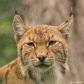 _DSC0075
