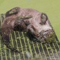 _DSC0266