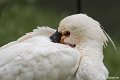 _DSC0330