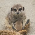 _DSC0493